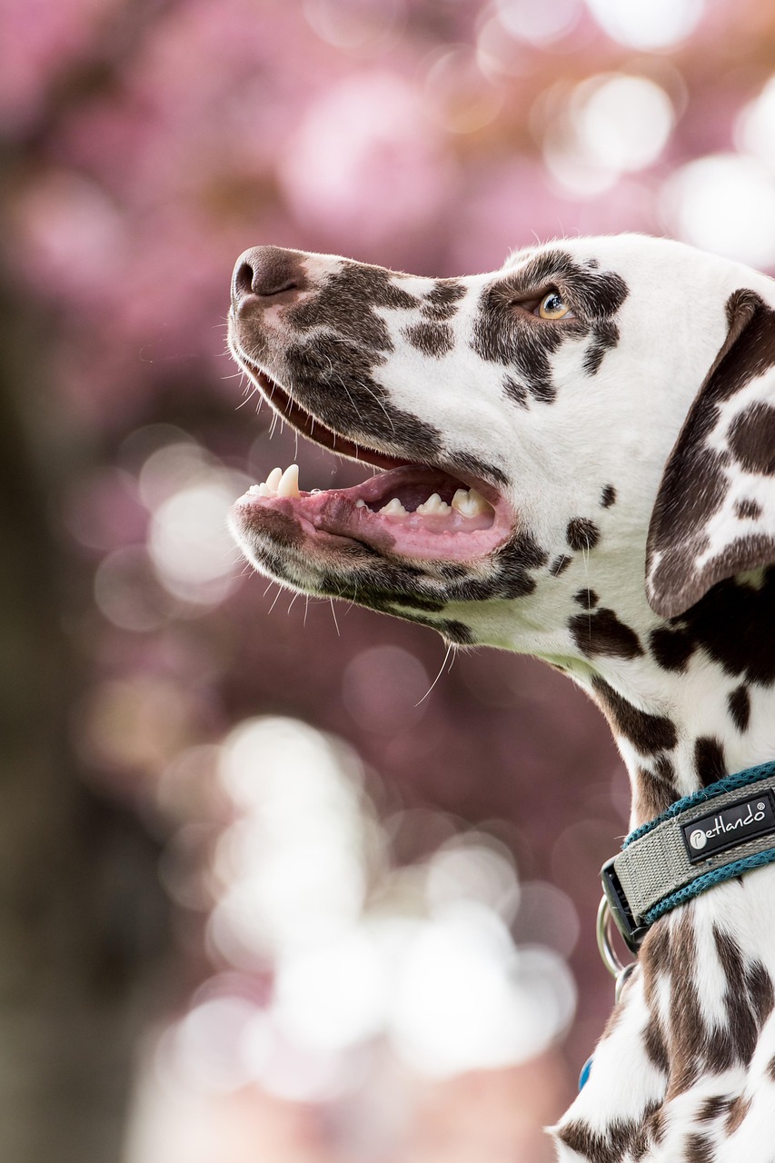 dalmatian, dog, pet, head, snout, animal, domestic dog, canine, mammal, cute, closeup, portrait, dalmatian, dalmatian, dalmatian, dalmatian, nature, dog, dog, dog, dog, dog