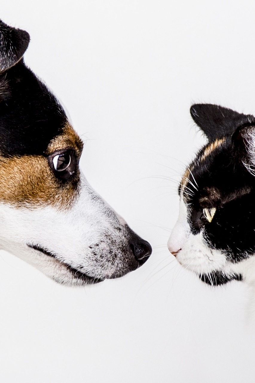 animals, cat, dog, pet, jack russell, friends, friendship day, nature, animal, dog, pet, pet, pet, pet, pet